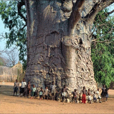 Baobab Tree of Life